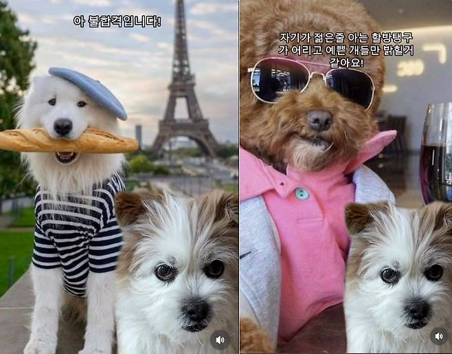 믹스견 봄이의 '옷만 보고 사귈 수 있을까' 편 영상 갈무리(인스타그램 ohmy_bom 제공). ⓒ 뉴스1
