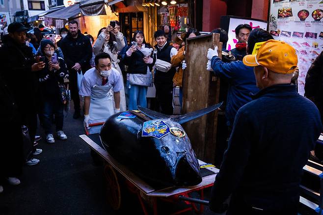 도쿄 쓰키지 시장에서 약 47억 원의 역대 최고가를 기록한 참치가 해체를 위해 이동되고 있다. AP뉴시스