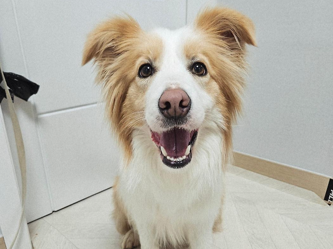 레몬은 2m 높이의 펜스를 뛰어넘을 수 있을 정도로 운동 감각도 좋고 에너지가 넘친다. 동물과함께행복한세상 제공