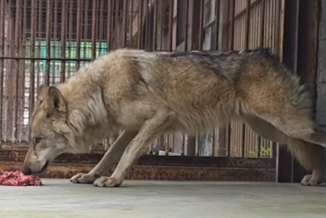 탈출했다 생포된 늑구 (대전시)