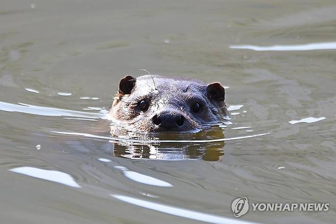 헤엄치는 수달 포착 [연합뉴스 자료사진]