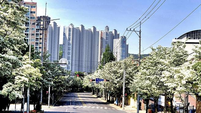 화원읍 명천로 한 아파트 앞 가로에 이팝나무꽃이 활짝 핀 모습.