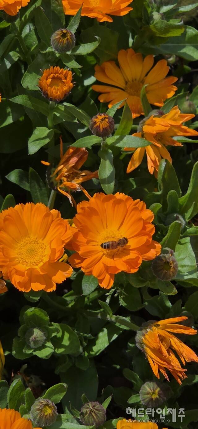 봄꽃 향기에 모여든 벌과 나비. (사지=강철수)