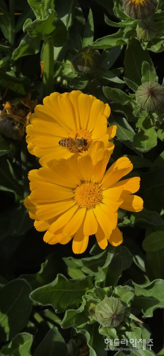 봄꽃 향기에 모여든 벌과 나비. (사지=강철수)