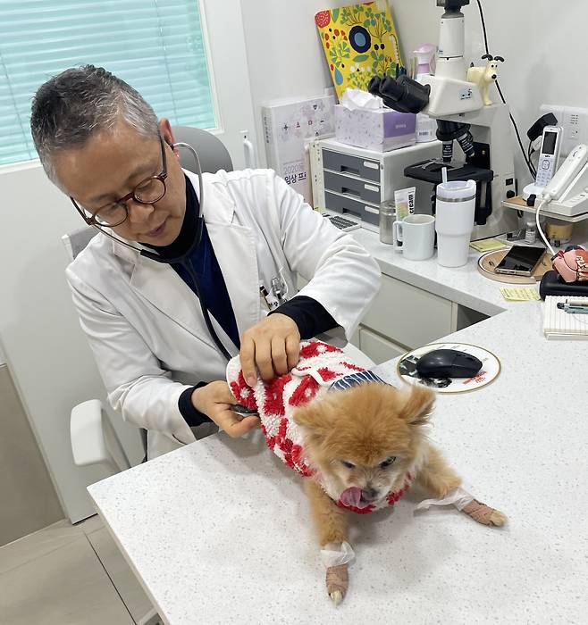 서울 영등포구의 ‘우리동네 동물병원’에서 수의사가 반려동물을 진료하고 있다.(사진제공=영등포구)