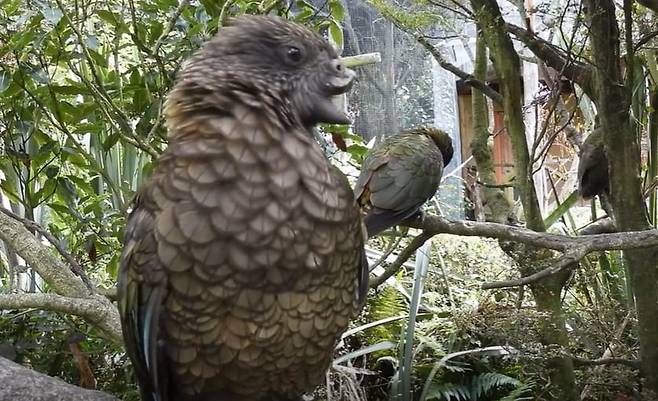 위쪽 부리를 잃은 케아 앵무새 브루스./커런트 바이올로지