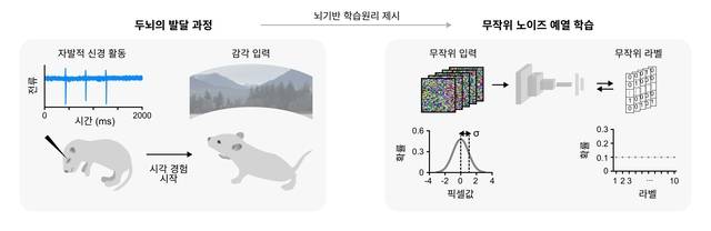 두뇌 발달 과정을 모사한 ‘무작위 노이즈 예열 학습’ 개념도. KAIST 제공.