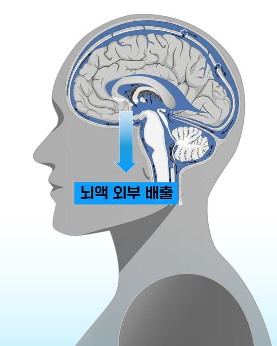 뇌의 노폐물은 뇌척수액을 통해 배출된다. 림프관으로 배출된 노폐물은 심장 부근 림프절에서 분해되거나 신장으로 가 소변으로 배출된다. 그래픽 이민서