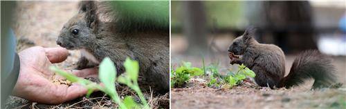 김씨가 건네는 먹이 먹는 청설모 [촬영 유형재]