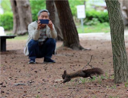 도심 속 소나무 숲을 자유롭게 뛰노는 청설모 [촬영 유형재]