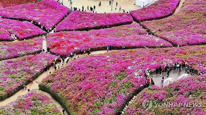 나들이하기 좋은 날 (군포=연합뉴스) 홍기원 기자 = 27일 철쭉 축제가 열리고 있는 경기도 군포시 철쭉동산을 찾은 시민들이 활짝 핀 철쭉을 보며 봄기운을 만끽하고 있다. 2025.4.27 xanadu@yna.co.kr