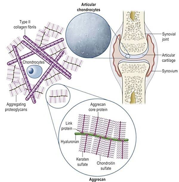 관절의 구조.&nbsp;출처 McIlwraith CW, Oral joint supplements in the management of osteoarthritis. Equine Applied & Clinical Nutrition. Ed. Geor et al, 2013. 549-557.