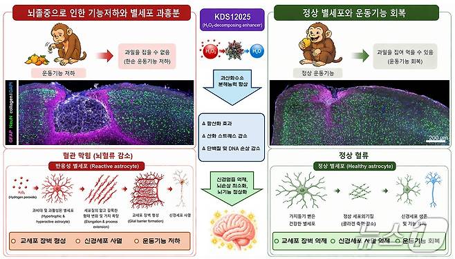 허혈성 뇌졸중에서 별세포의 1형 콜라겐 생성 및 신경세포 사멸 모식도(기초과학연구원 제공) /뉴스1