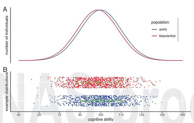 뇌 구조 차이로 인지능력 차이를 설명하는 한 모형을 적용하더라도 네안데르탈인(빨간색)과 동시대 현생인류(amHs, 파란색)의 인지능력 분포는 꽤 겹친다. 동시대 현생인류의 평균 인지능력이 100이라면 네안데르탈인의 평균은 98이다. 이 결과는 인지능력이 떨어져 네안데르탈인이 멸종했다는 가설과 맞지 않는다. ‘미국 국립과학원 회보’(PNAS) 제공