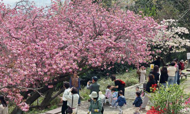 13일 부산 중구 민주공원을 찾은 시민과 관광객들이 활짝 핀 벚꽃을 배경으로 기념사진을 찍으며 봄나들이를 즐기고 있다. 뉴시스