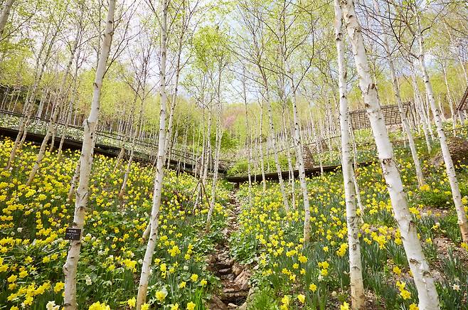 A themed garden of azaleas and birch trees at Hwadam Forest in Gwangju, Gyeonggi [HWADAM FOREST]