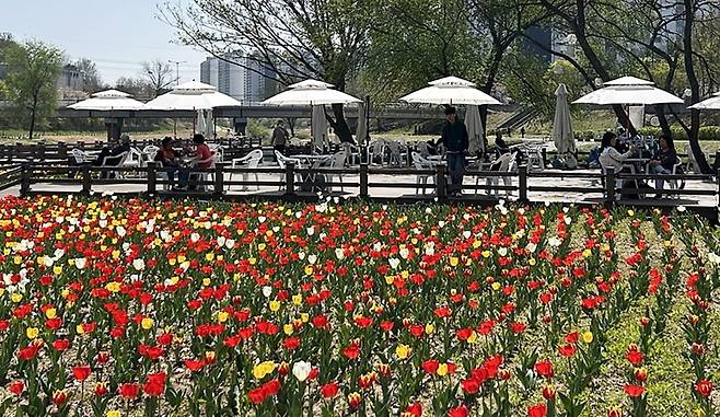 의정부시, 하천 불법 경작지에 튤립 정원 조성 [의정부시 제공. 재판매 및 DB 금지]