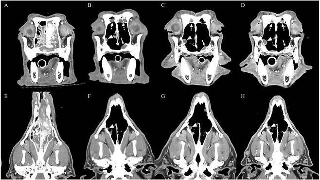 비강 종양이 발생한 반려견의 컴퓨터 단층촬영 영상(본동물의료센터 제공) ⓒ 뉴스1