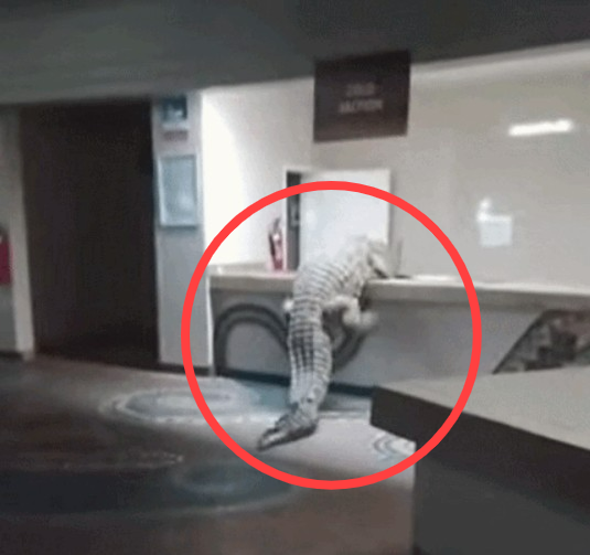 아프리카 짐바브웨 한 호텔에 나타난 거대 악어. 뉴시스