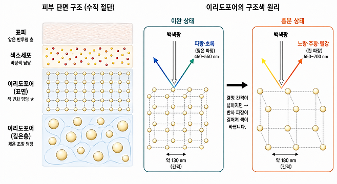 변신의 귀재 카멜레온…‘이것’ 간격 넓으면 적색, 좁으면 청색