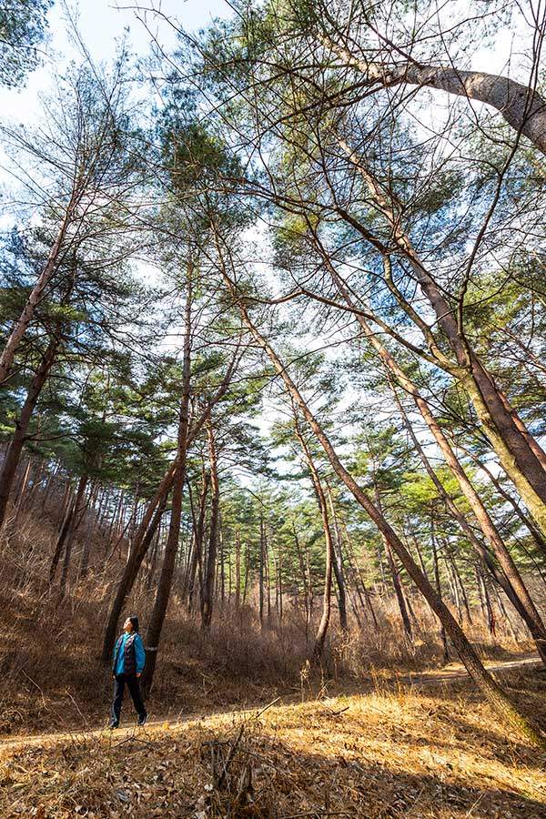 백두대간수목원 뒤편 춘양목숲길.