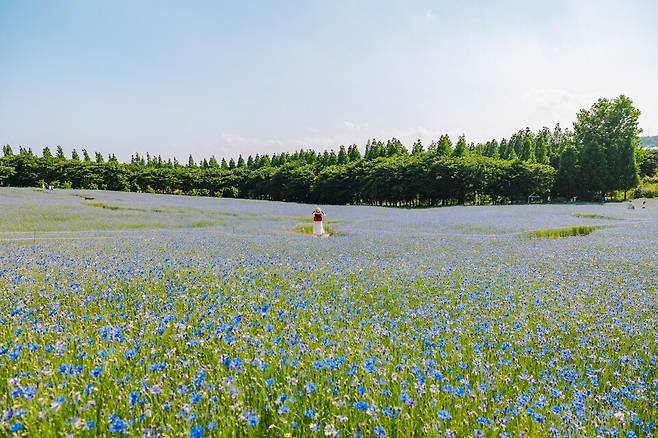 예산 아그로랜드 태신목장 ⓒ충남도 제공