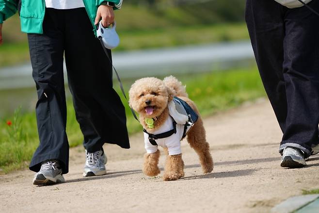 반려견과 걸으며 꽃씨 뿌리기 [전북현대축구단 제공. 재판매 및 DB 금지]