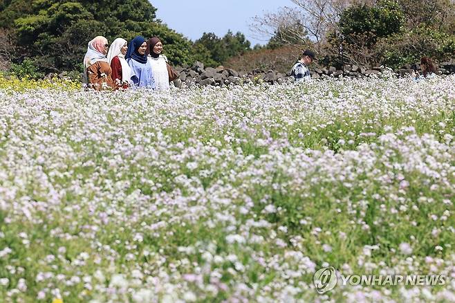 제주의 봄에 빠진 외국인 관광객들 (제주=연합뉴스) 박지호 기자 = 27일 제주시 구좌읍 송당리 오름정원을 찾은 외국인 관광객들이 활짝 핀 갯무꽃 사이에서 제주의 봄을 만끽하고 있다. 2026.4.27 jihopark@yna.co.kr