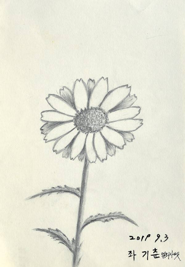 코스모스,&nbsp; 종이에 연필, 29x20.5cm, 2019 좌기춘 作 ⓒ제주의소리
