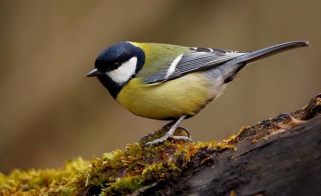 유럽박새(학명 Parus major)처럼 도시에 사는 새들은 남성보다 여성을 더 피하는 것으로 나타났다. 참새목 조류인 유럽박새는 한국의 박새와 같은 종이지만, 배가 노란색을 띠는 점이 다르다./위키미디어 커먼스