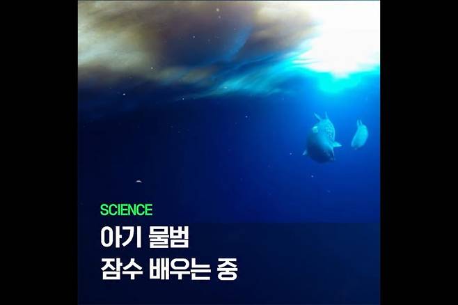 어미와 새끼 웨델물범이 함께 잠수하는 모습. 어미는 새끼의 실력에 맞춰 얕은 수심에서 짧게 머무르며 잠수 훈련을 돕는다. 극지연구소 제공