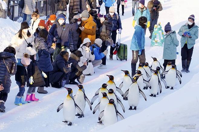 일본 아사히야마 동물원에서 겨울철에 진행하는 ‘펭귄 산책’ 프로그램. ⓒ(GettyImages)/코리아