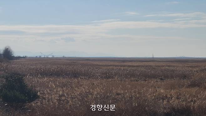 신공항 예정지 수라갯벌의 모습. 갈대와 염생식물 등 초본이 자라고 있고 물과 염분에 강한 버드나무가 곳곳에 자라고 있다. 김창효 선임기자