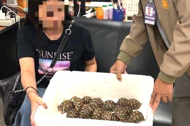 태국 방콕 수완나품 국제공항에서 옷 안에 거북이 30마리를 숨긴 채 적발된 여성. 외신 캡처