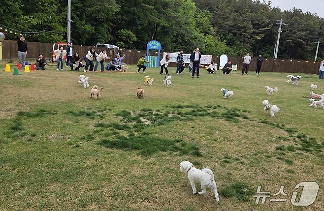 달리기 대회에 참가한 반려견과 보호자들 ⓒ 뉴스1 한송아 기자