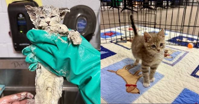 아기고양이 엘머. /사진=Humane Society of North Texas 인스타그램