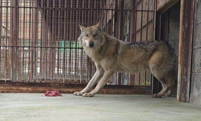 [대전=뉴시스]오월드 내 특별 사육장에서 먹이를 먹고 있는 늑구의 모습. 2026. 04. 24 photo@newsis.com *재판매 및 DB 금지