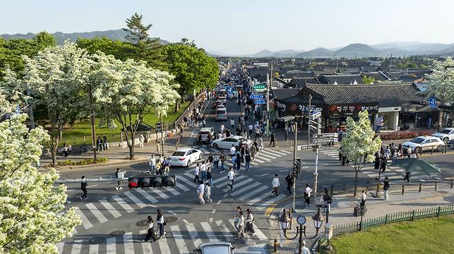 ▲ 경주 황리단길이 관광객들로 붐비는 가운데 인근의 이팝나무가 일제히 꽃망울을 터뜨리며 또다른 볼거리를 제공하고 있다. 경주시
