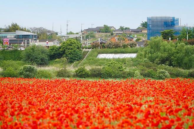 영산포 홍어·한우축제 현장인 영산강 둔치공원 인근엔 붉은 치마를 두른 꽃양귀비가 방문객들을 맞이할 전망이다. (제공=나주시)