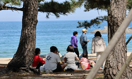 ▲지난달 26일 강릉시 경포해변 솔숲 그늘에서 주민과 관광객이 바닷바람으로 더위를 식히고 있다. 사진= 연합뉴스