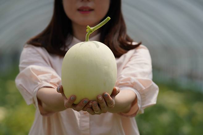 천안 수신멜론. 천안시 제공