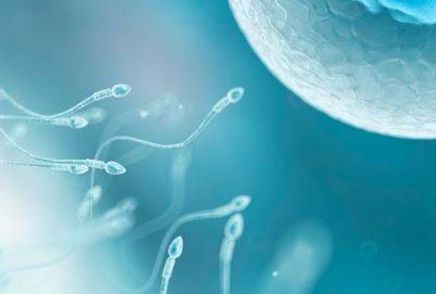 불임으로 여겨졌던 남성이 세계 최초로 ‘냉동 고환 조직 이식’ 시술을 통해 다시 정자를 생산하게 됐다./사진=클립아트코리아