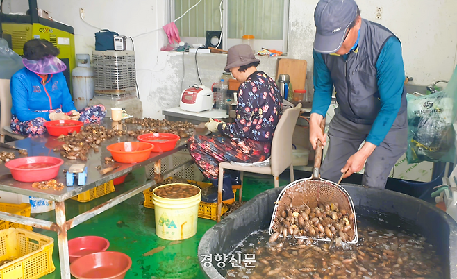 지난 28일 경남 창원시 마산합포구 진동면 한 어가 작업장에서 어민들이 채취한 미더덕을 손질하고 있다.  김정훈 기자