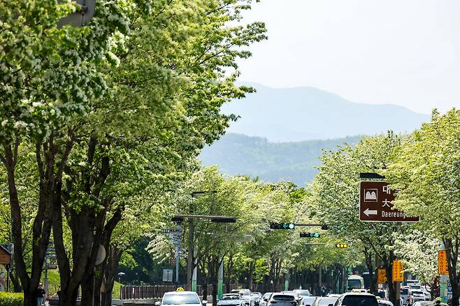 경주 도심 계림로에 이팝나무가 터널을 이루며 장관이 펼쳐지고 있다. 경주시 제공