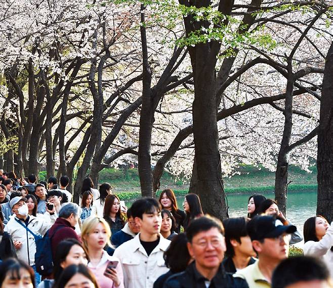 송파구 호수벚꽃축제에 몰려든 방문객들. 송파구 제공