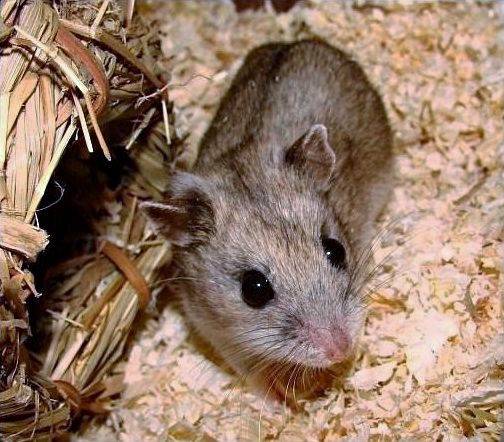 야생 중국햄스터(학명 Cricetulus griseus). 위키미디어 제공