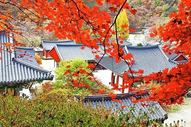 홍천의 대표 관광지 중 한 곳인 수타사. 가을 단풍이 아름답기로 유명하다. 홍천군제공
