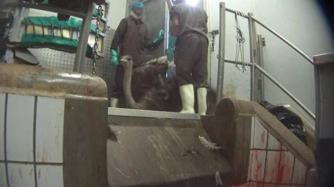 남아프리카공화국 서부 케이프주 타조 사육 시설의 한 타조.[페타(PETA) 제공]