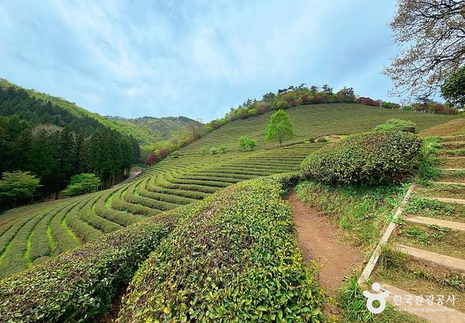 전라남도 보성은 우리나라를 대표하는 녹차 산지로 완만한 구릉을 따라 펼쳐지는 차밭을 감상할 수 있다. 사진은 대한다원. /사진=한국관광공사