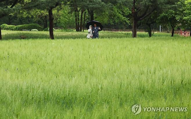 싱그러운 봄 (수원=연합뉴스) 홍기원 기자 = 봄비가 내린 3일 경기도 수원시 권선구 탑동시민농장 청보리밭에서 시민들이 산책하고 있다. 2026.5.3 xanadu@yna.co.kr